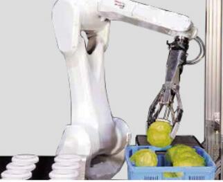 FANUC Food pick-up and display
